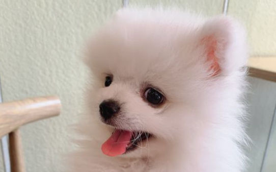 什么小型犬便宜可爱易养干净短毛性格老实