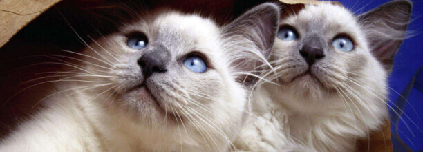 什么牌子的猫粮好推荐几款口碑较好的猫粮