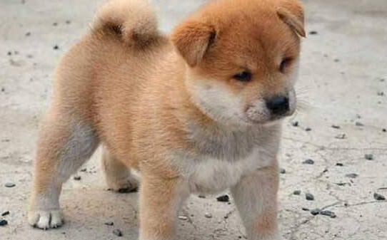 秋田犬和柴犬的区别有哪些