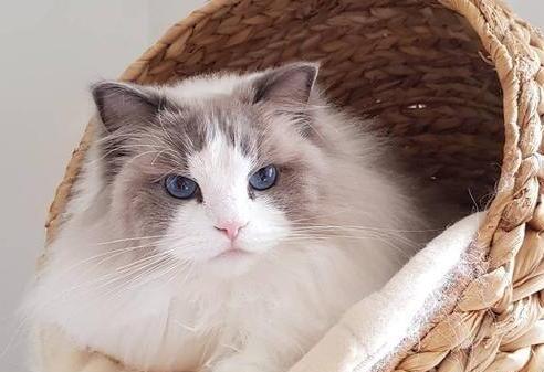 宠物感冒-猫咪或狗狗感冒了怎么办