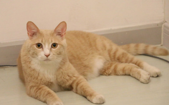 橘猫有平均多肥胖