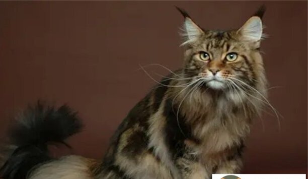 西伯利亚森林猫好养活吗-西伯利亚森林猫怎么区分性别