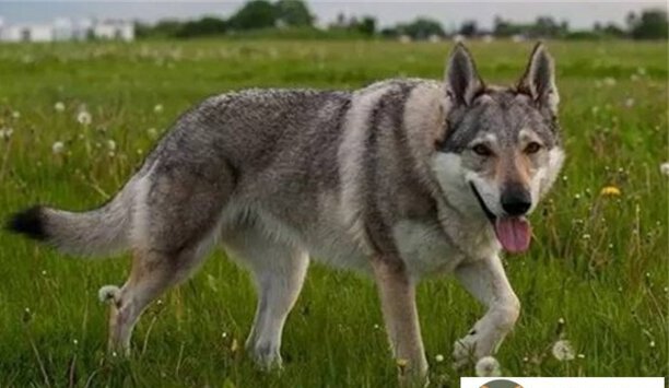 法老王猎犬和捷克狼犬哪个贵-纯种法老王猎犬的市场价格 法老王猎犬和捷克狼犬哪个贵-纯种法老王猎犬的市场价格