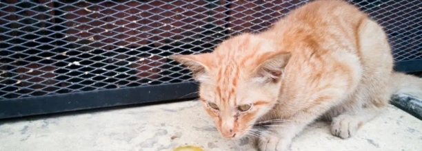 猫太瘦了怎么喂胖