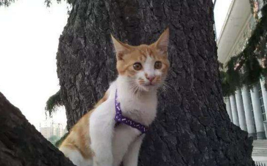 为什么刚养三花猫就熟了