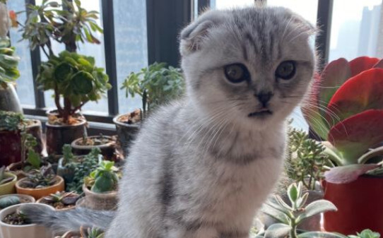 折耳猫的寿命一般是多少年