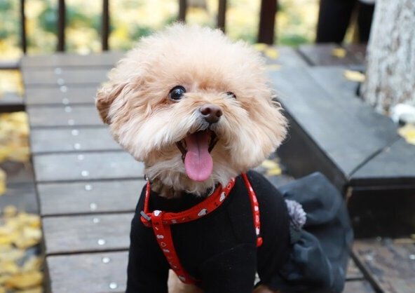 十大家养宠物犬排行榜-家庭宠物排行榜前十名