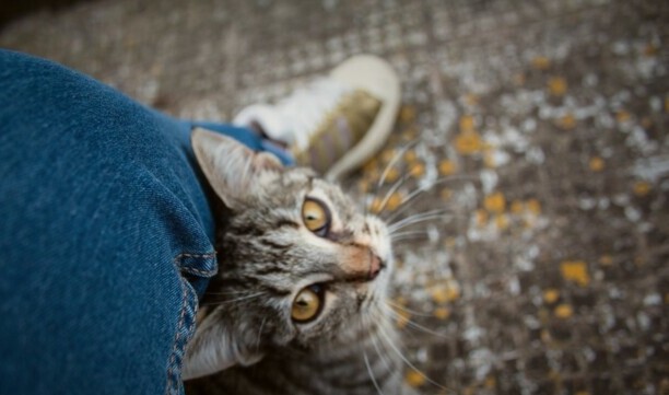 野猫蹭人腿绕来绕去的-人蹭腿什么意思