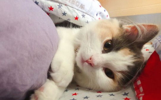家里养只猫有什么说法