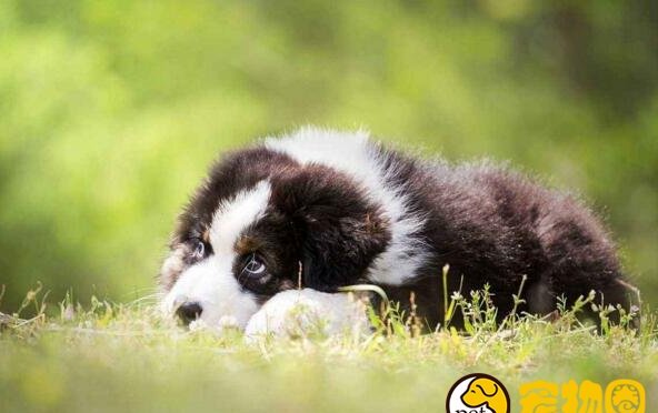 狗狗多大开始训练好 狗狗多大开始训练好