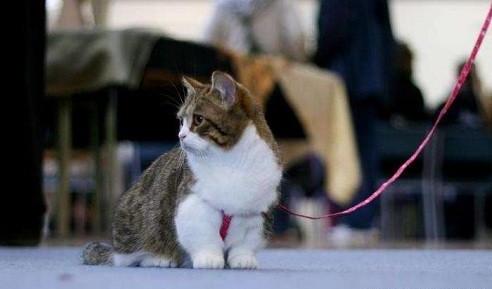 猫癣初期是什么样子的猫长猫藓是什么样子