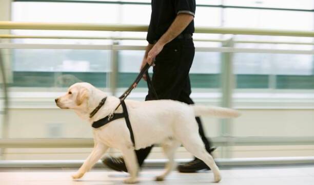 国内导盲犬多少钱一只-一只合格导盲犬多贵