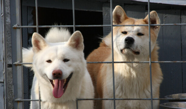 秋田犬八千-日本电影感动人的狗与人之间 秋田犬八千-日本电影感动人的狗与人之间