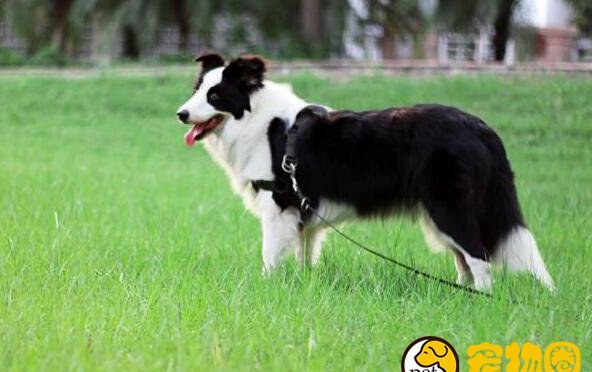 边境牧羊犬的养殖方法和注意事项