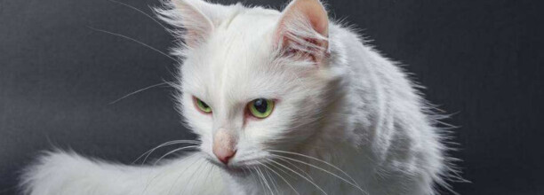 全白的猫是什么品种