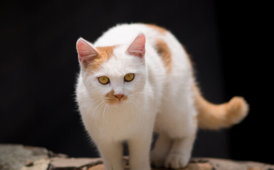 猫猫可以吃米饭吗