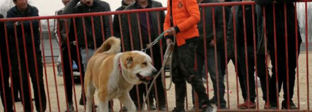 高狼犬和中亚和坎高的区别