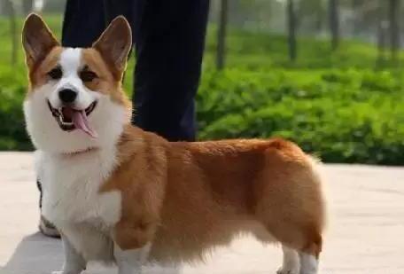 什么狗比较温顺服从力好比较适合女生养