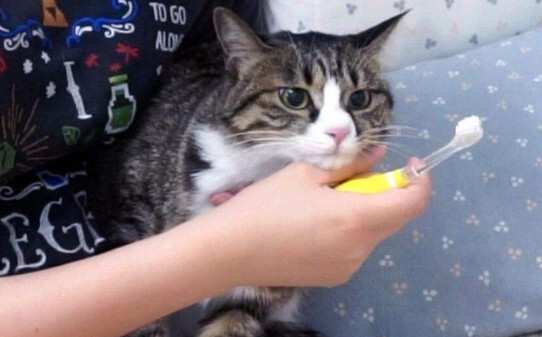 为什么有的猫咪打它它不躲
