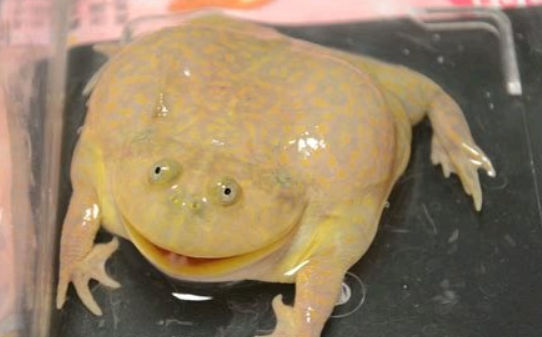 小丑蛙的饲养环境