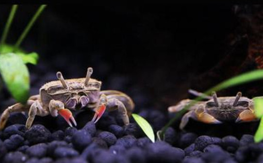 辣椒蟹新手入门饲养教程 辣椒蟹新手入门饲养教程
