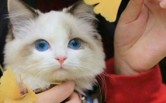 猫咬人表示什么意思