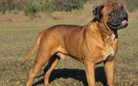 世界100禁养猛犬排行榜:排行前十的禁养犬类有哪些
