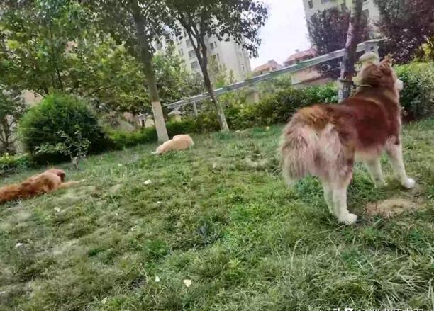 阿拉斯加会不会认主人