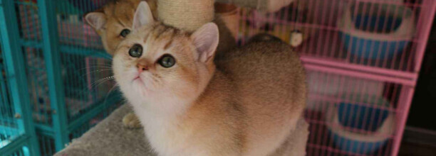 自制猫粮配方