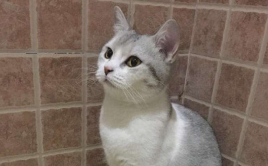 银点猫和渐层猫区别