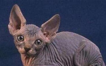 斯芬克斯猫多少钱一只-斯芬克斯猫的价格