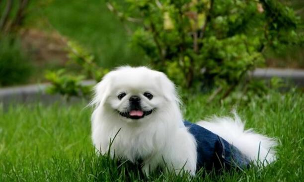 比较适合在家养的小型犬京巴狗-北京小型犬的品种