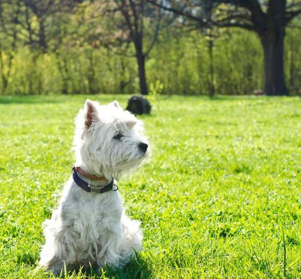 西高地犬多少钱一只-西高地白梗犬大概多少钱一只
