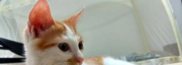 如果打了猫咪猫咪现在非常的害怕你怎么样才可以让它重新和好
