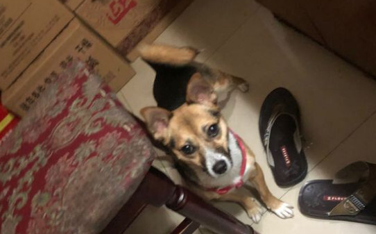 狗得脑炎什么症状 狗得脑炎什么症状