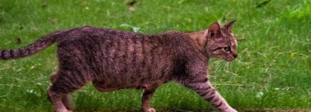 猫咪怀孕一个星期有什么特征 猫咪怀孕一个星期有什么特征