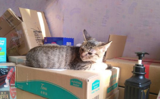 猫指甲多久剪一次怎么剪 猫指甲多久剪一次怎么剪