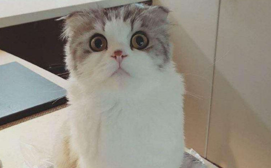 怎么判断猫腹部积水