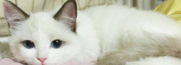 十大不掉毛猫排行
