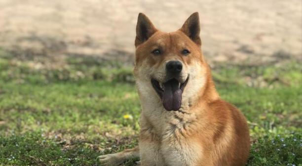 中华田园犬智商排名-中华田园犬智商排名第几 中华田园犬智商排名-中华田园犬智商排名第几