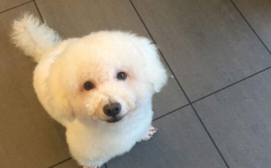 比熊犬能长多大,比熊能长30厘米吗 比熊犬能长多大,比熊能长30厘米吗