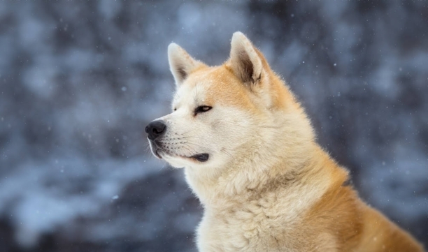 中华田园犬多少钱一只-中华田园犬一个月花费