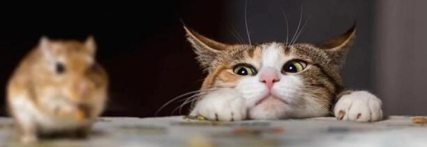 猫为什么吃老鼠-为什么猫要吃老鼠 猫为什么吃老鼠-为什么猫要吃老鼠