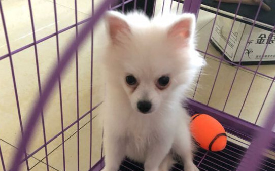 为什么银狐犬养的少