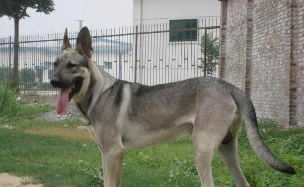中国土狗四大名狗-中华田园犬12个品种 中国土狗四大名狗-中华田园犬12个品种