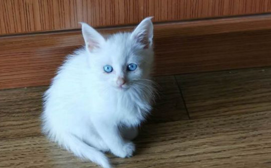 猫为什么会被气死 猫为什么会被气死