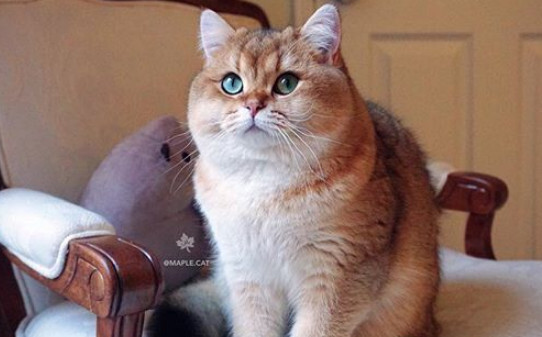 猫的眼是不是竖瞳