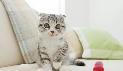猫癣初期是什么样子的猫长猫藓是什么样子