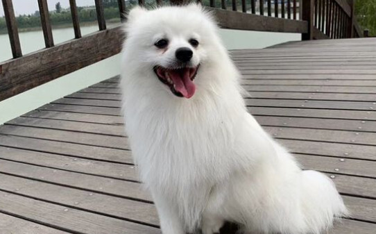 为什么银狐犬养的少