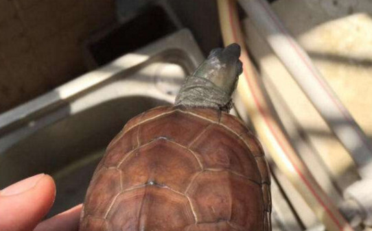 乌龟壳腐烂了怎么办
